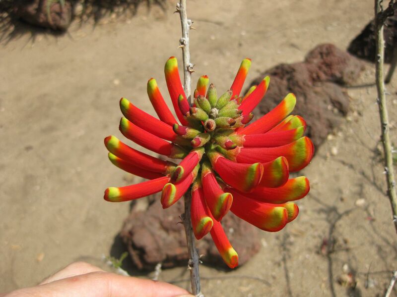 File:IMG 4330 hunt0904.jpg