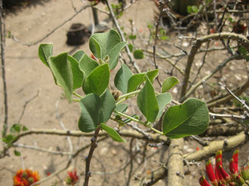 File:IMG 4331 hunt0904.jpg