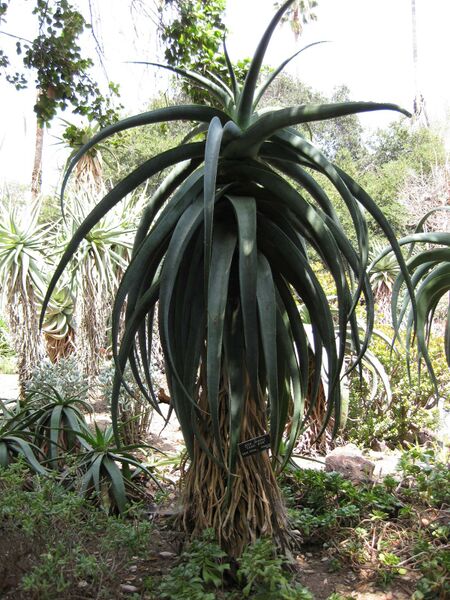 File:IMG 4335 hunt0904.jpg