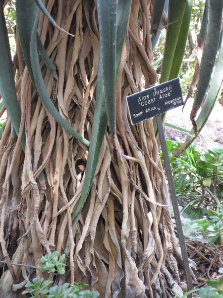 File:IMG 4336 hunt0904.jpg