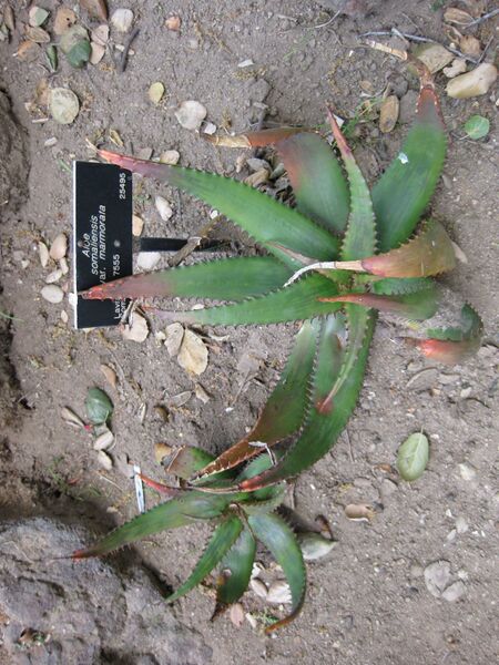 File:IMG 4340 hunt0904.jpg