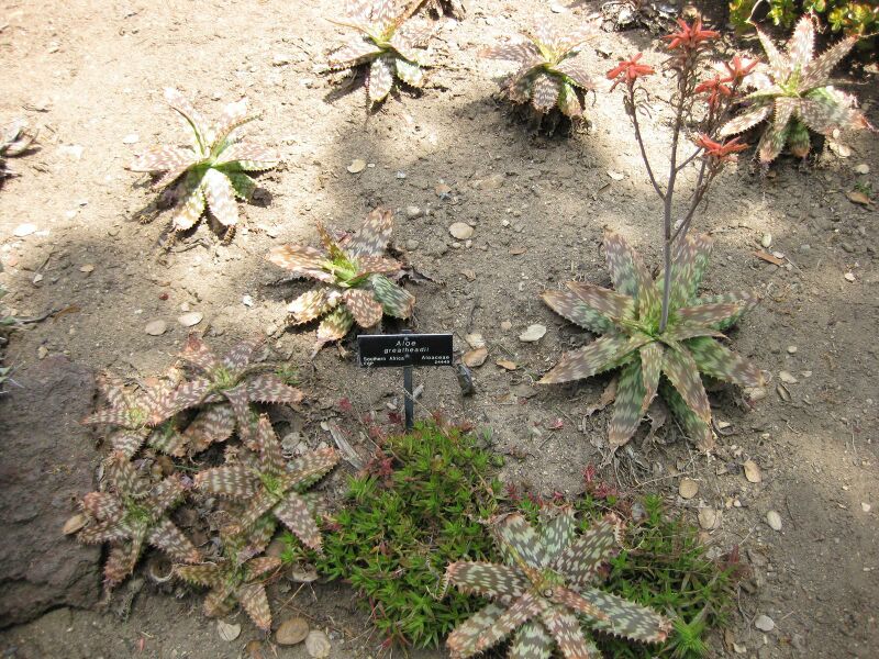 File:IMG 4341 hunt0904.jpg