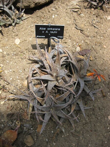 File:IMG 4343 hunt0904.jpg