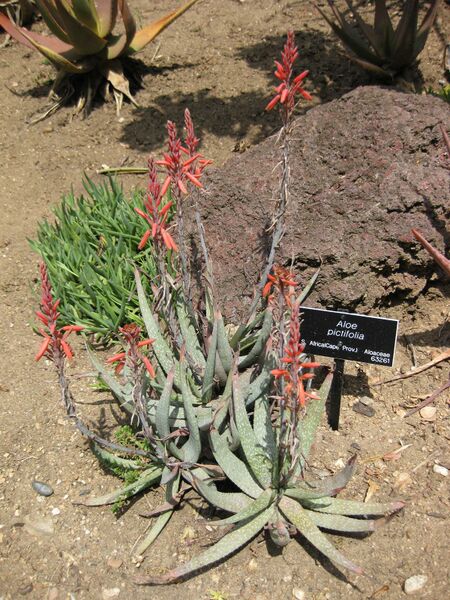 File:IMG 4344 hunt0904.jpg