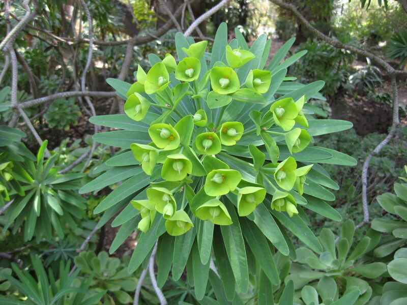 File:IMG 4346 hunt0904.jpg