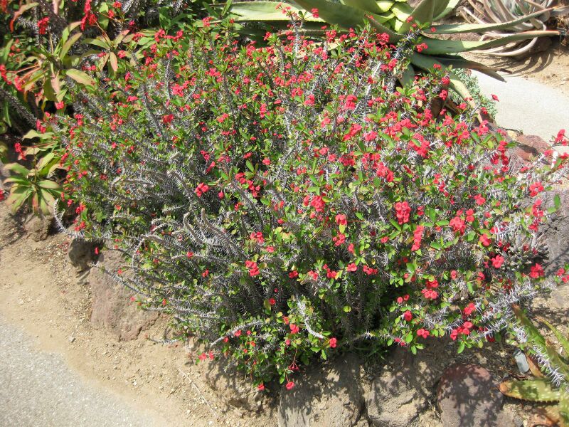 File:IMG 4347 hunt0904.jpg