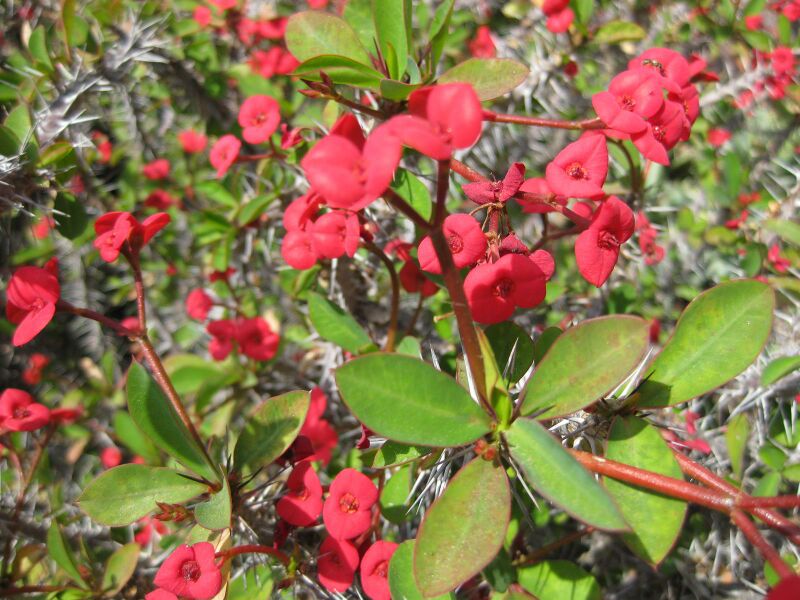 File:IMG 4348 hunt0904.jpg