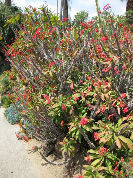 File:IMG 4349 hunt0904.jpg