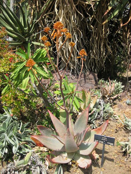 File:IMG 4351 hunt0904.jpg