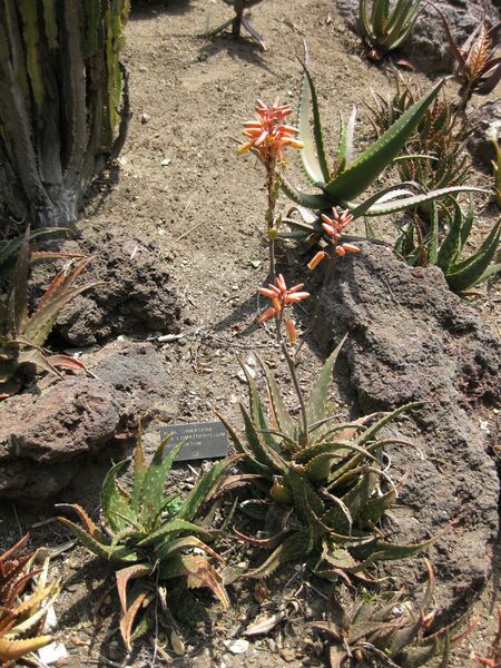 File:IMG 4352 hunt0904.jpg