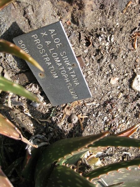 File:IMG 4353 hunt0904.jpg