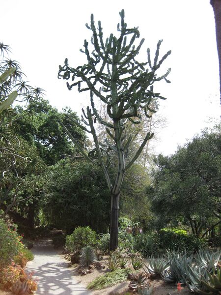 File:IMG 4354 hunt0904.jpg