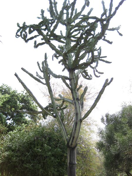 File:IMG 4355 hunt0904.jpg