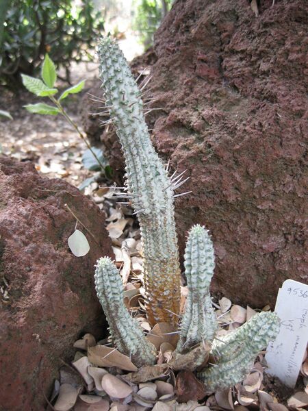 File:IMG 4357 hunt0904.jpg