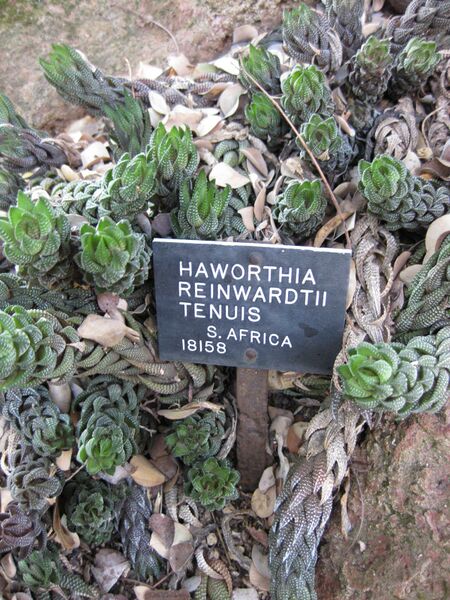 File:IMG 4360 hunt0904.jpg