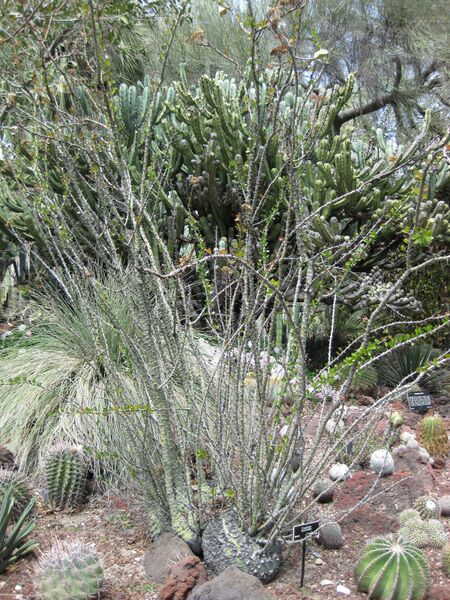 File:IMG 4364 hunt0904.jpg