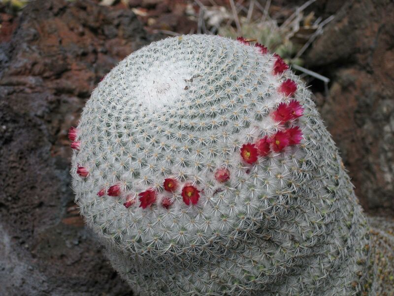 File:IMG 4367 hunt0904.jpg