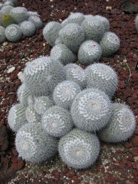 File:IMG 4368 hunt0904.jpg