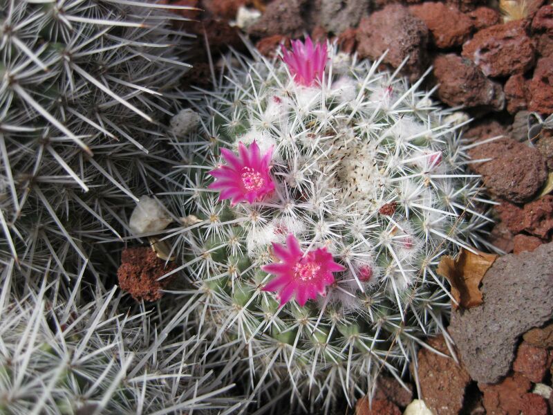 File:IMG 4370 hunt0904.jpg