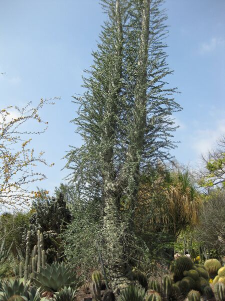 File:IMG 4371 hunt0904.jpg