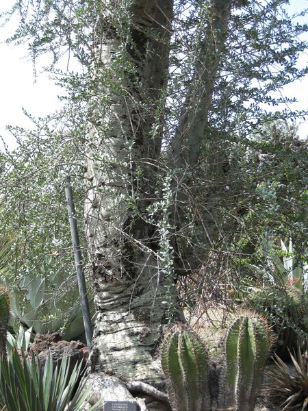 File:IMG 4373 hunt0904.jpg