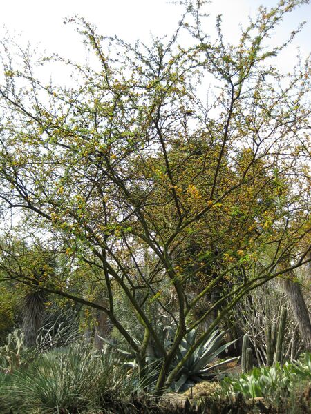 File:IMG 4375 hunt0904.jpg