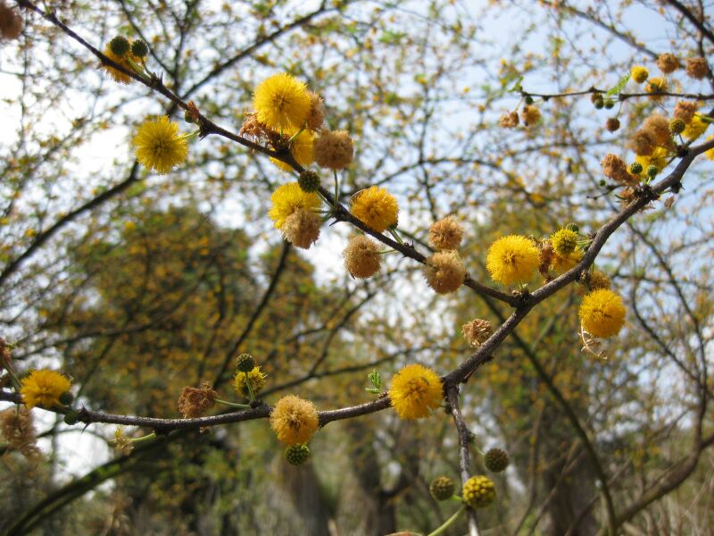 File:IMG 4377 hunt0904.jpg