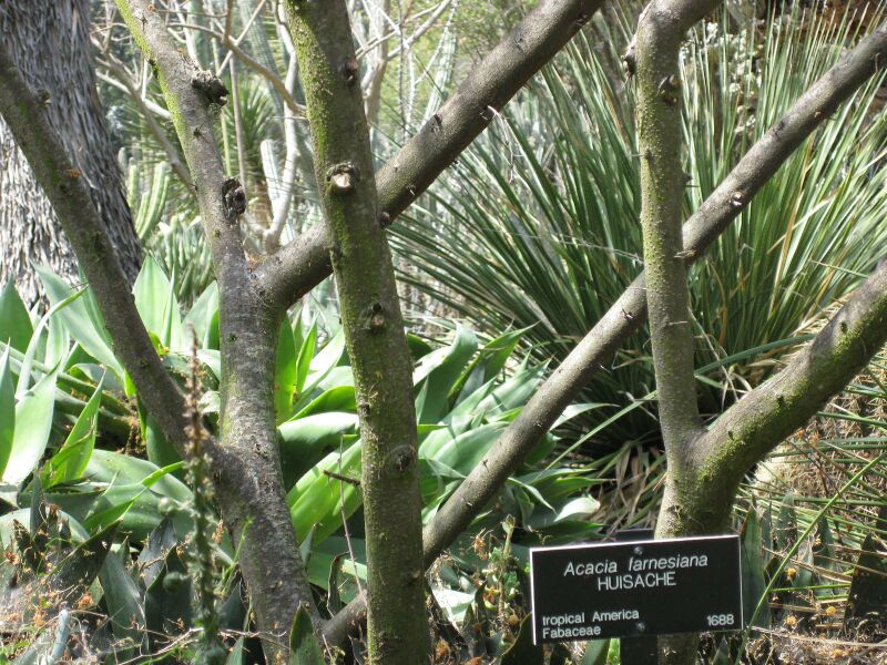 File:IMG 4378 hunt0904.jpg