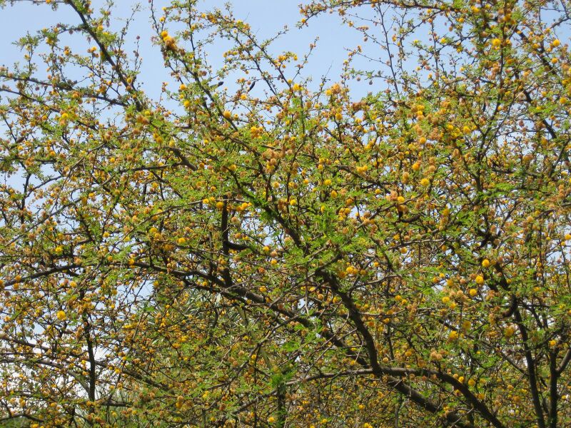 File:IMG 4380 hunt0904.jpg