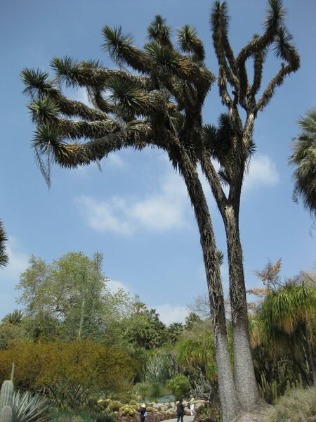 File:IMG 4383 hunt0904.jpg