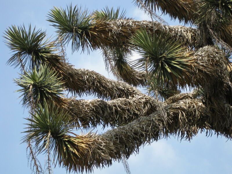 File:IMG 4384 hunt0904.jpg