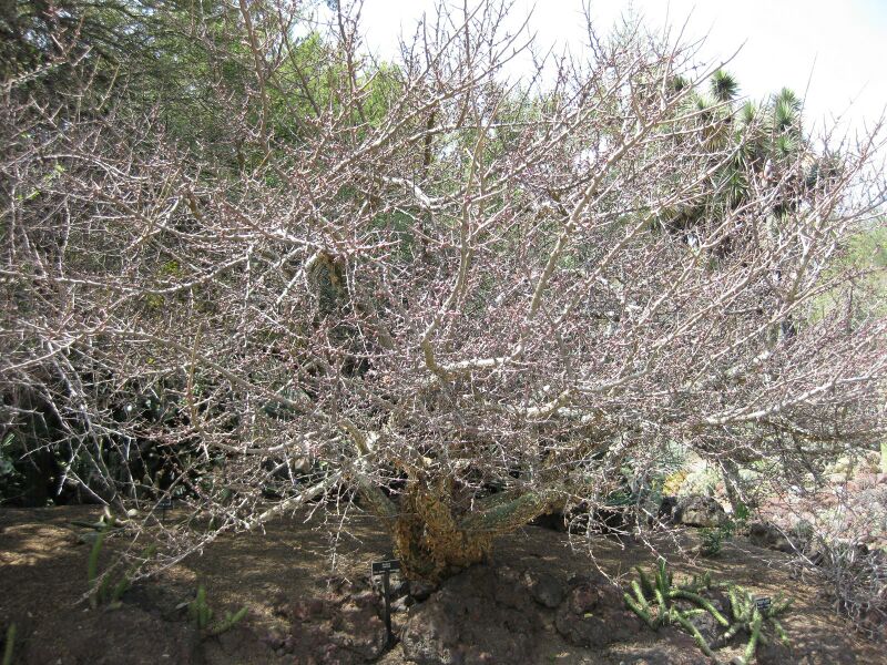 File:IMG 4385 hunt0904.jpg