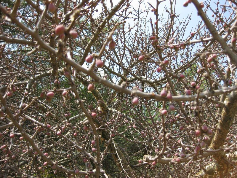 File:IMG 4386 hunt0904.jpg