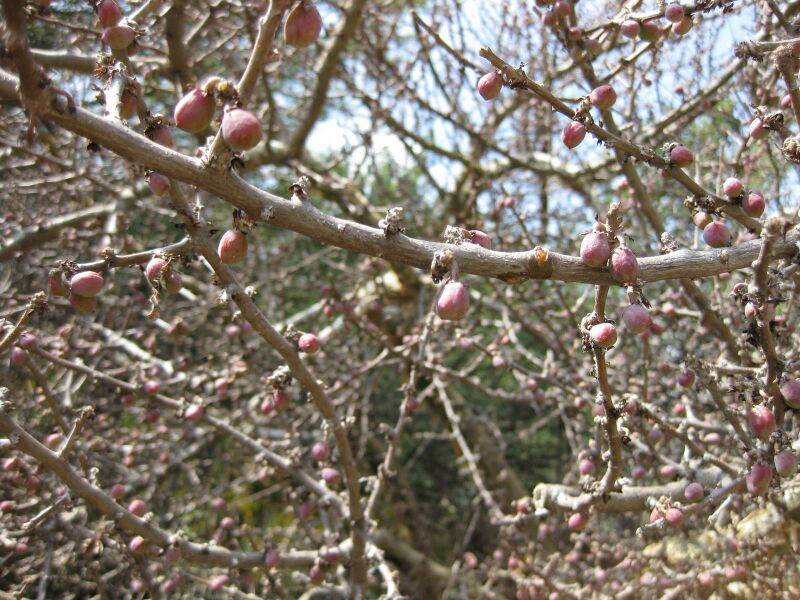 File:IMG 4387 hunt0904.jpg