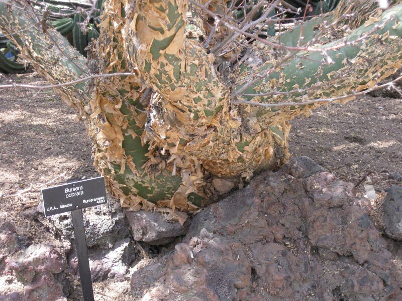 File:IMG 4388 hunt0904.jpg