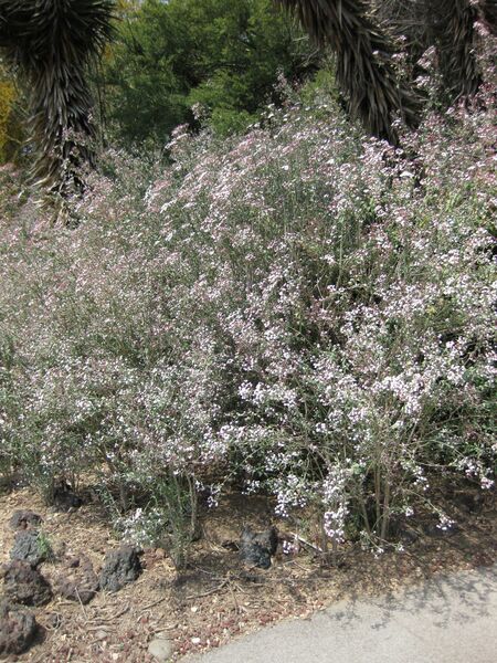 File:IMG 4389 hunt0904.jpg