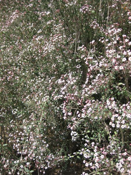 File:IMG 4390 hunt0904.jpg