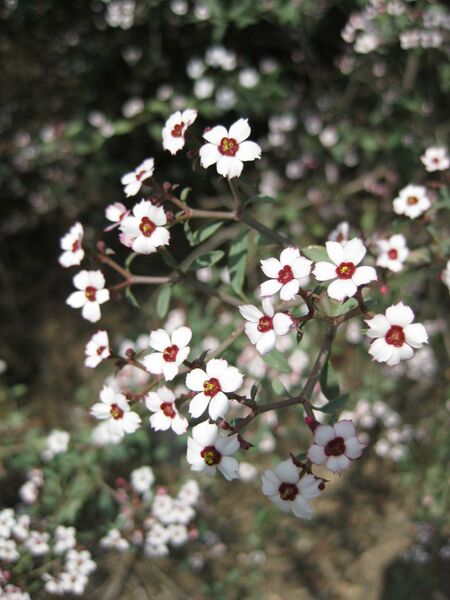 File:IMG 4391 hunt0904.jpg