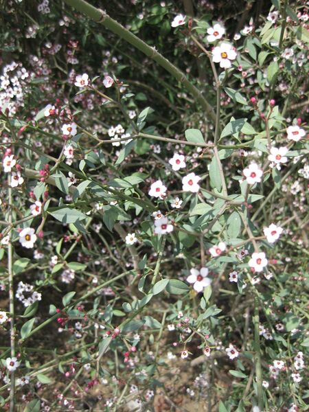 File:IMG 4392 hunt0904.jpg