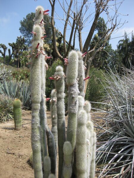 File:IMG 4393 hunt0904.jpg