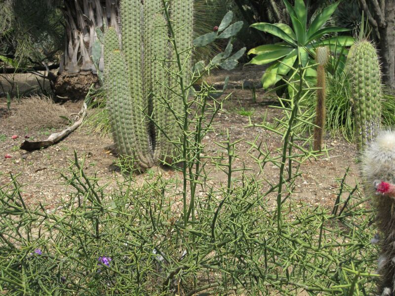 File:IMG 4395 hunt0904.jpg