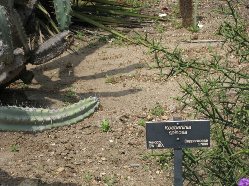 File:IMG 4396 hunt0904.jpg