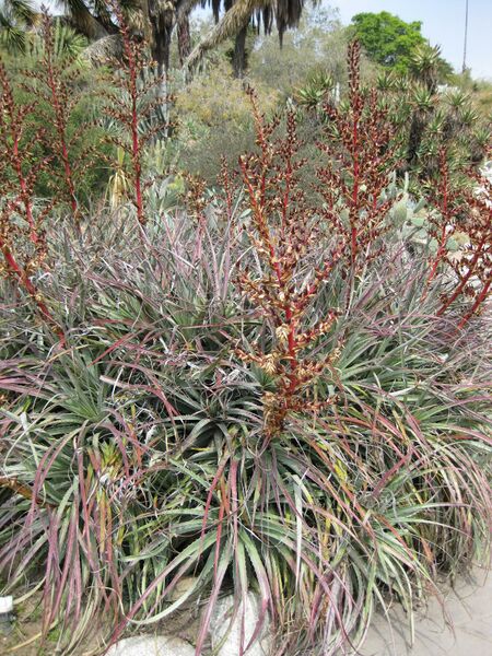 File:IMG 4398 hunt0904.jpg