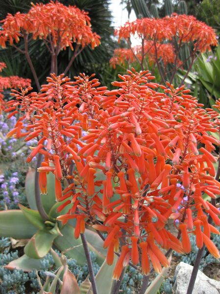 File:IMG 4405 hunt0904.jpg