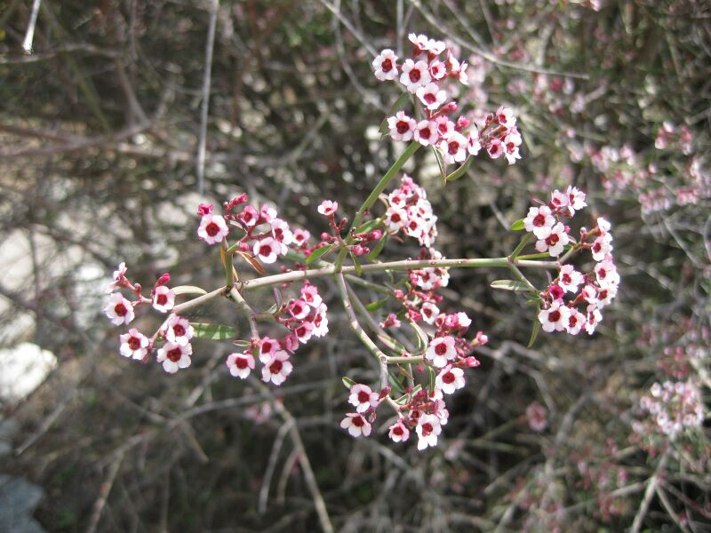 File:IMG 4407 hunt0904.jpg