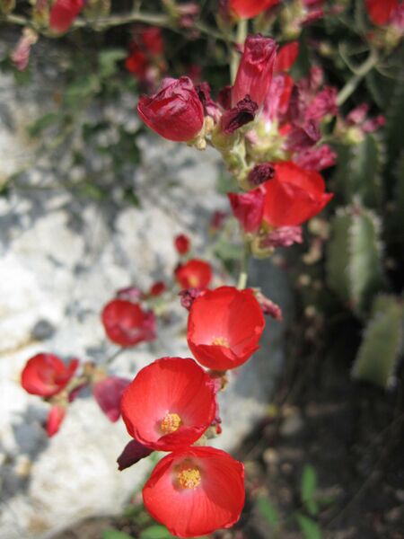 File:IMG 4411 hunt0904.jpg