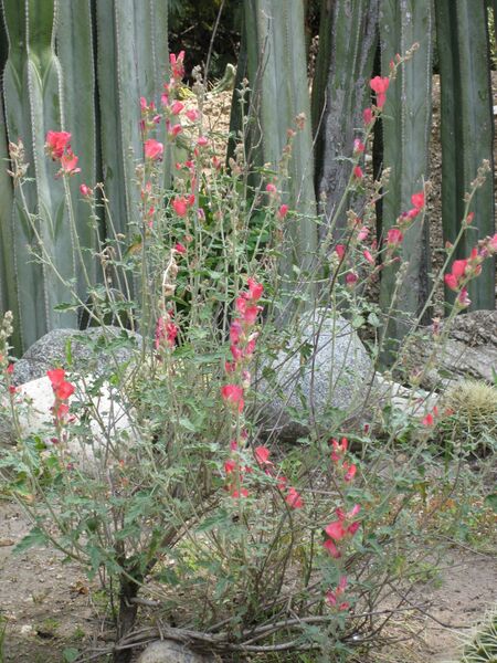 File:IMG 4412 hunt0904.jpg