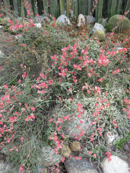 File:IMG 4413 hunt0904.jpg