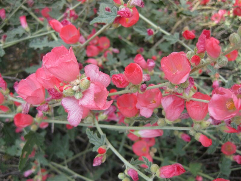 File:IMG 4414 hunt0904.jpg