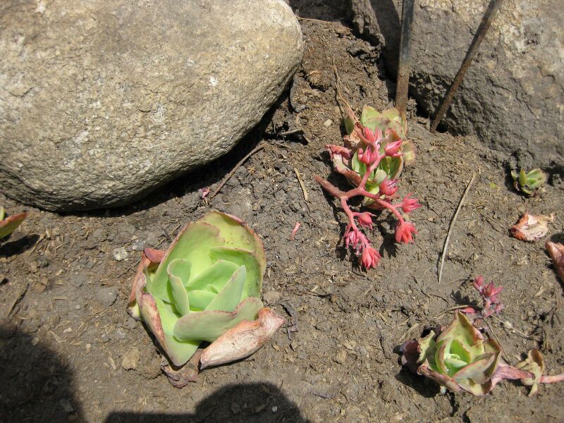 File:IMG 4416 hunt0904.jpg